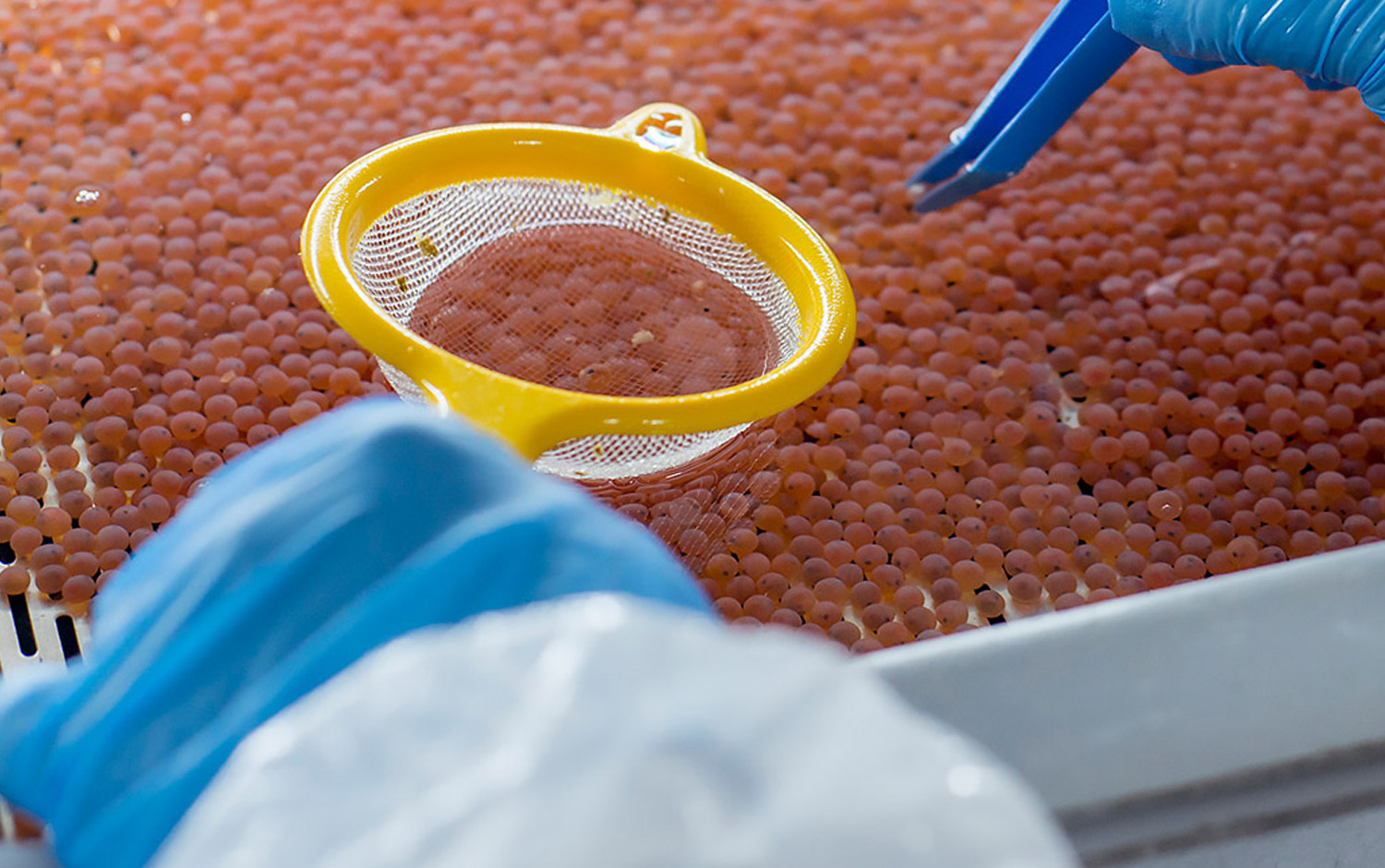 Global Salmon Initiative